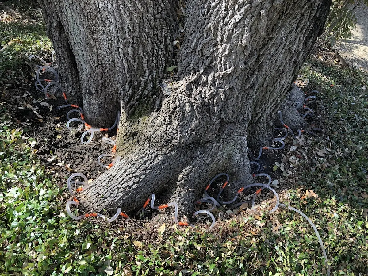 Detailed Tree Cabling and Bracing job site in Brownell